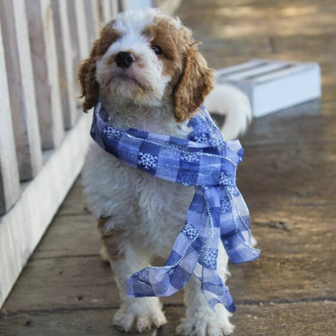 comprar cachorros sanos, baratos y asequibles para la venta